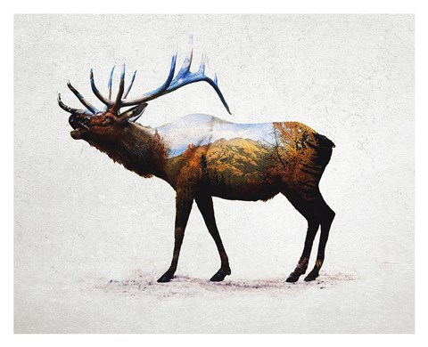 Framed Rocky Mountain Elk Print