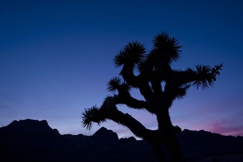 Framed Desert Silence Print