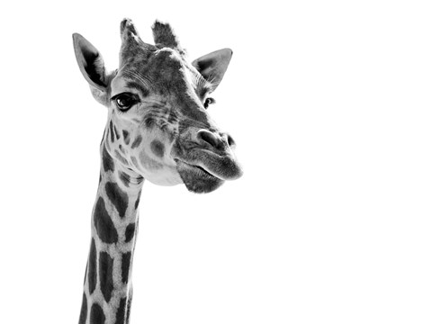 Framed Giraffe Expressionism Print