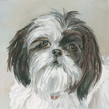 Framed Payton Shih Tzu Print