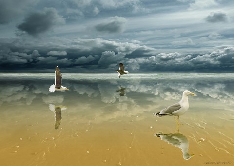 Framed Seagulls on the Beach Print