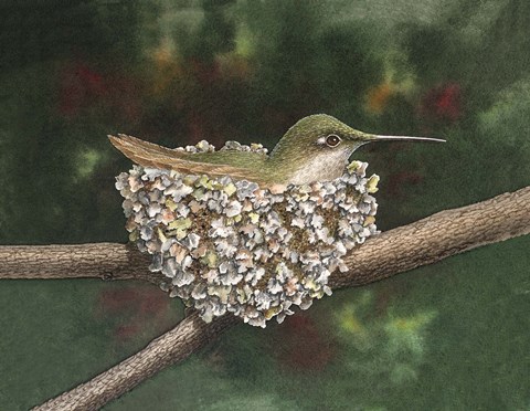 Framed Hummer a Nesting Print