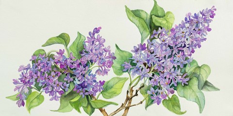 Framed Lilac Sprigs Print