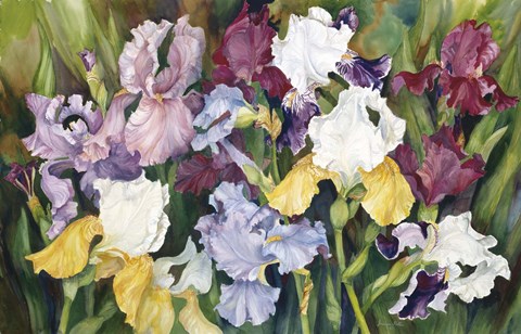 Framed Multi Colored Field Of Iris Print