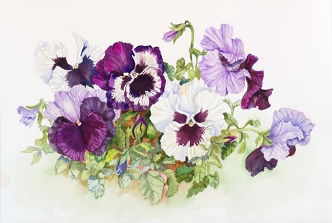 Framed White and Purple Pansies II Print