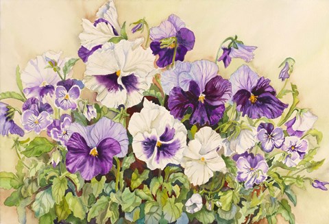 Framed White and Purple Pansies Print