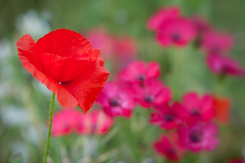 Framed Red Poppy in Wildflower Field Print