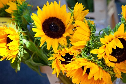 Framed Sunflower Market, France Print