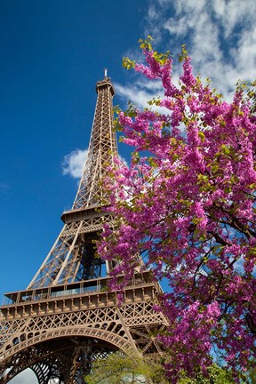 Framed Pink Tree by the Eifel Tower Print