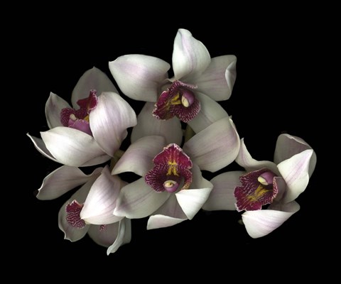 Framed Pale Pink&amp; Fushia Orchid 2 Print