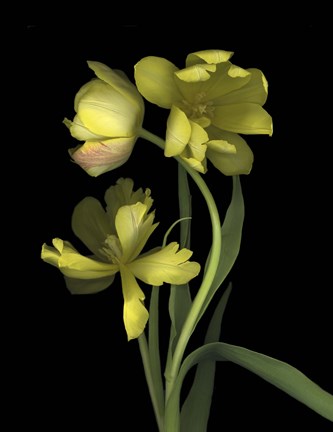 Framed Yellow Dutch Tulip 1 Print