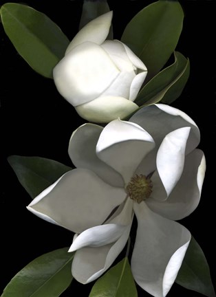 Framed White Magnolia 2 Print