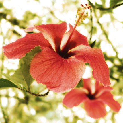 Framed Hibiscus Print