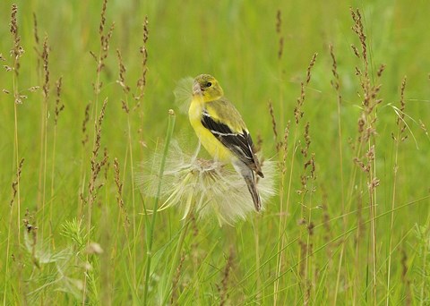 Framed Yellow And Black Bird In Field Print