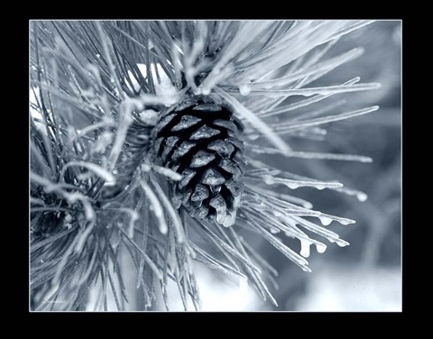 Framed Ice Pine Cone 2 Print