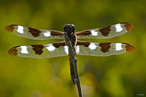 Framed Dragonfly With Brown And White On Branch Print