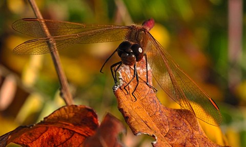 Framed Red Dragonfly On Red Leaves Print