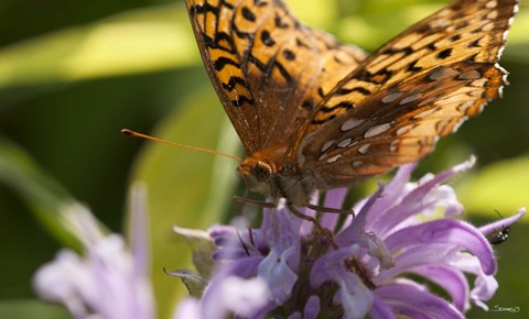 Framed Orang Butterfly On Purple Wildflower Closeup Print