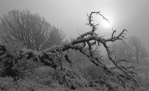 Framed Winter Frost 5 Print