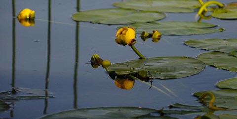 Framed Shades Of Nature Yellow Water Lily II Print