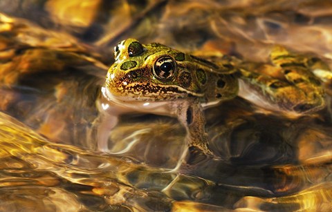 Framed Frog Patterned In Waves Print