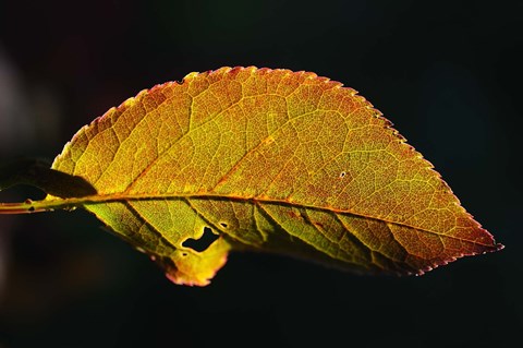 Framed Shades Of Nature Leaf Print