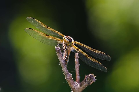 Framed Orange Dragonfly On White Branch II Print