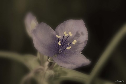 Framed Purple And White Flower Closeup Print