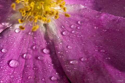 Framed Pink And Yellow Flower With Dew I Print