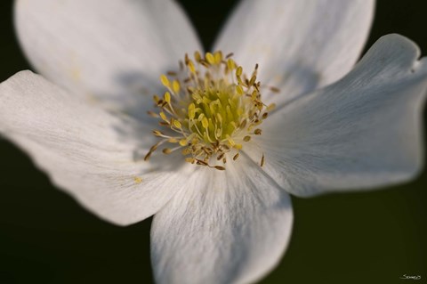 Framed White And Yellow Flower Closeup Print