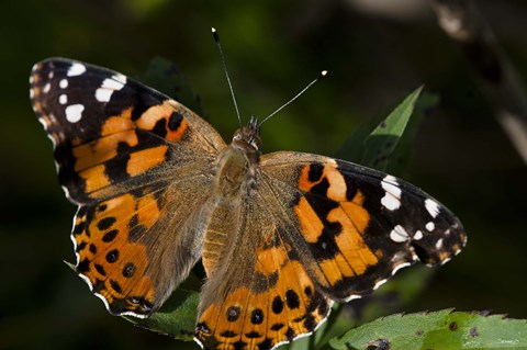 Framed Butterfly With Brown And Black Specks Print