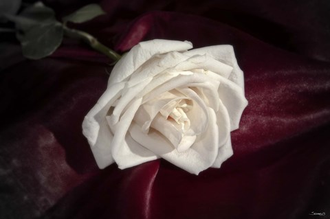 Framed White Rose On Wine Closeup Print