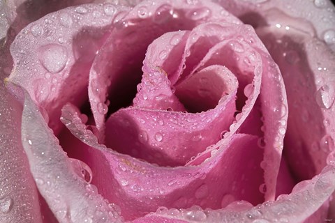 Framed Rose Pink And Raindrops Print