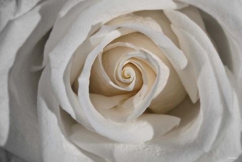 Framed White Rose Petals Closeup Print