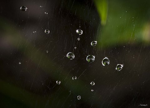 Framed Dew Drops On Web Print