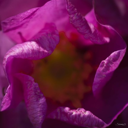 Framed Pink Flower Interior Print