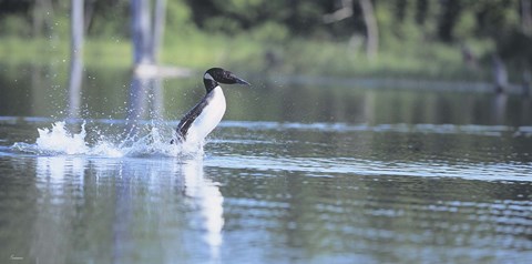 Framed Common Loon 1 Print