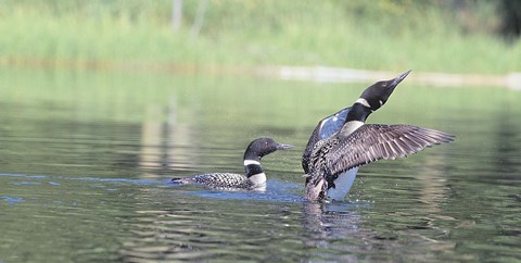 Framed Common Loon 3 Print