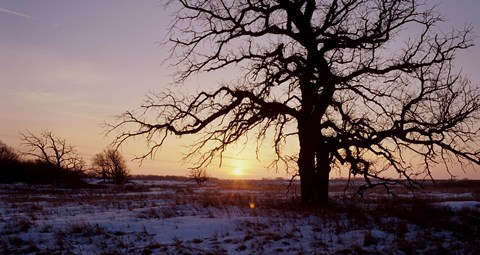 Framed Sunset And Tree Silhouettes In Snow I Print