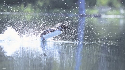 Framed Common Loon 2 Print