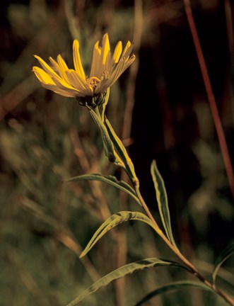 Framed Yellow Wildflower Solo Print