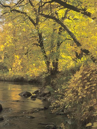 Framed Buffalo River 53 Print