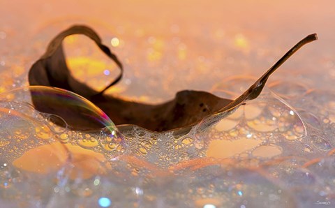 Framed Fall Leaf Floating In Water Bubbles II Print