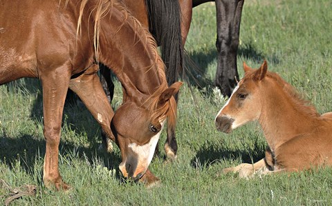 Framed Wildhorses 22 Print