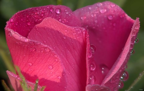 Framed Pink Flower Petals And Dew Closeup Print