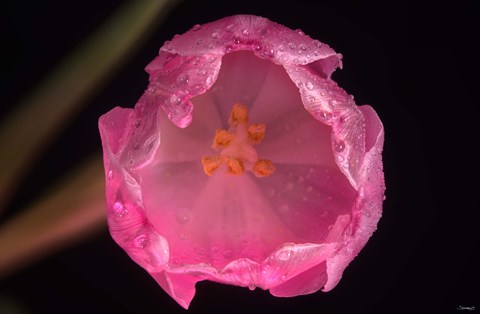 Framed Pink Inner Flower Print
