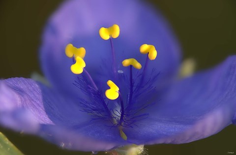 Framed Blue Flower With Yellow Stamen Print