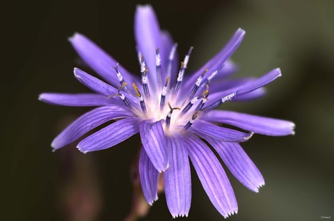 Framed Purple Flower Petals And Dew Closeup III Print