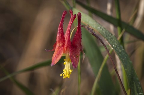 Framed Red And Yellow Flower Closeup Print