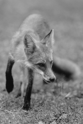 Framed Fox In Field Black And White I Print